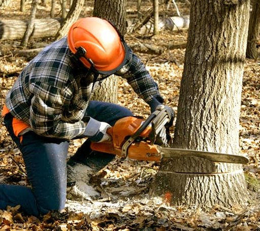 Tree Removal in Camp Creek, WV